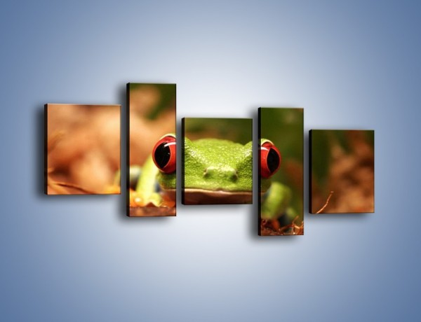Obraz na płótnie – Bystre oczka małej żabki – pięcioczęściowy Z023W7