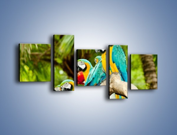 Obraz na płótnie – Kolorowe papugi w szeregu – pięcioczęściowy Z029W7