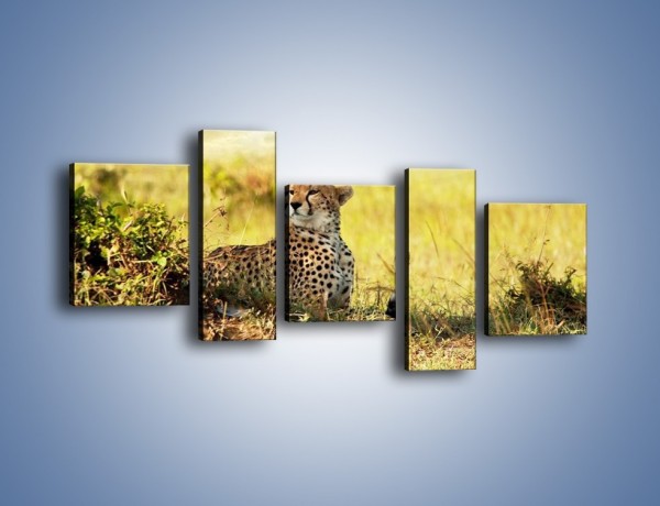 Obraz na płótnie – Relaks z gepardem w cieniu – pięcioczęściowy Z040W7