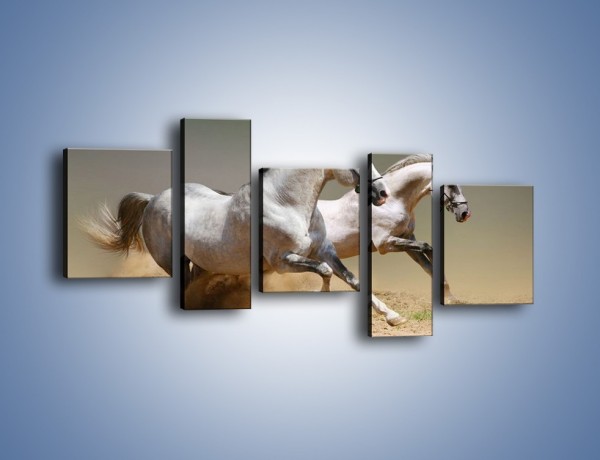 Obraz na płótnie – Białe konie w pustynnym galopie – pięcioczęściowy Z055W7