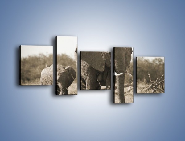 Obraz na płótnie – Wędrówki słoni przez sawannę – pięcioczęściowy Z081W7
