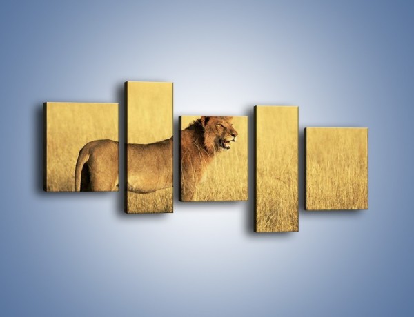 Obraz na płótnie – Czujny wzrok lwicy – pięcioczęściowy Z091W7