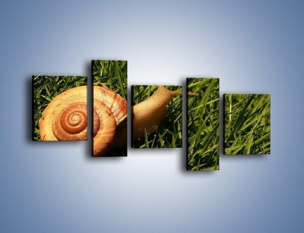 Obraz na płótnie – Z ślimakiem przez łąkę – pięcioczęściowy Z103W7