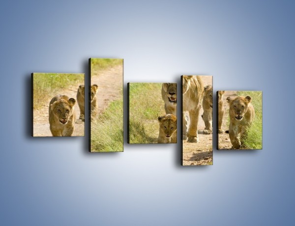 Obraz na płótnie – Spacer z małymi lwiątkami – pięcioczęściowy Z112W7