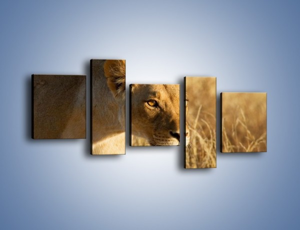 Obraz na płótnie – Polowanie z lwicą – pięcioczęściowy Z132W7