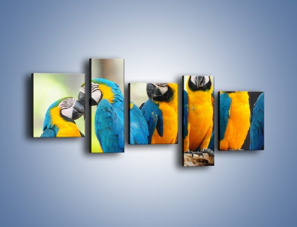 Obraz na płótnie – Pocałunek kolorowej papugi – pięcioczęściowy Z187W7