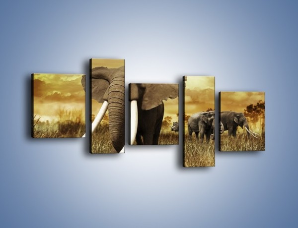 Obraz na płótnie – Drogocenne kły słonia – pięcioczęściowy Z214W7