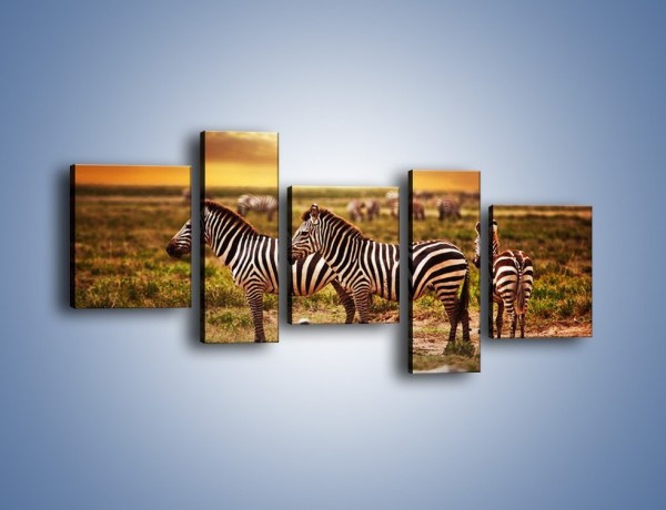 Obraz na płótnie – Zebra w dwóch kolorach – pięcioczęściowy Z221W7