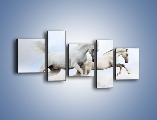 Obraz na płótnie – Białe konie i biały śnieg – pięcioczęściowy Z239W7