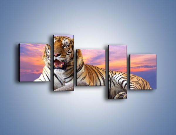 Obraz na płótnie – Tygrys o zachodzie słońca – pięcioczęściowy Z246W7