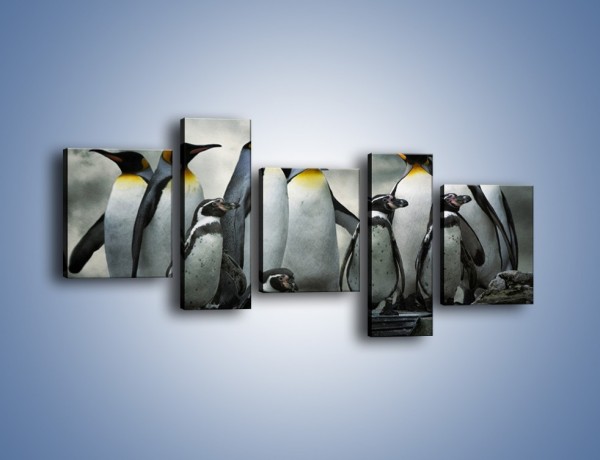 Obraz na płótnie – Pingwinki z madagaskaru – pięcioczęściowy Z247W7