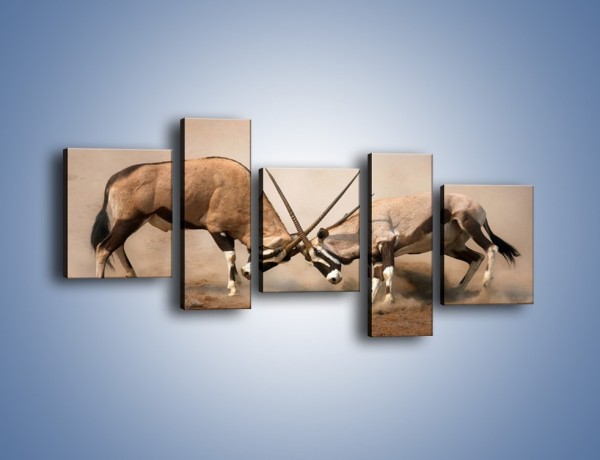 Obraz na płótnie – Walka antylop gnu – pięcioczęściowy Z254W7
