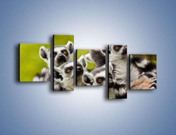 Obraz na płótnie – Wszystko wiedzące lemury – pięcioczęściowy Z259W7