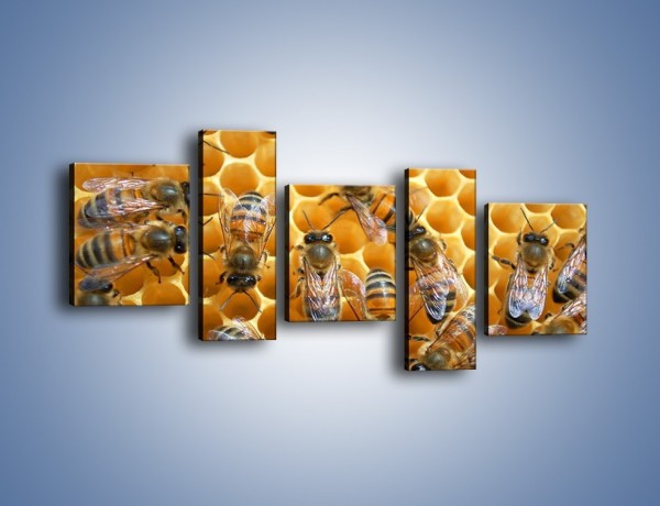Obraz na płótnie – Pszczoły na plastrze miodu – pięcioczęściowy Z265W7