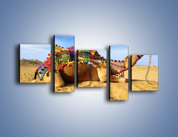 Obraz na płótnie – Wystrojony wielbłąd na pustyni – pięcioczęściowy Z266W7