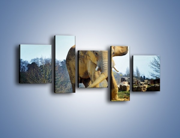 Obraz na płótnie – Ciężkie życie słonia – pięcioczęściowy Z273W7
