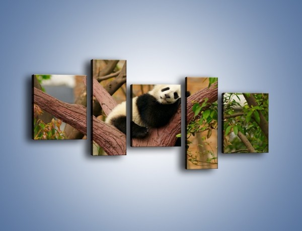 Obraz na płótnie – Sen pandy na drzewie – pięcioczęściowy Z286W7