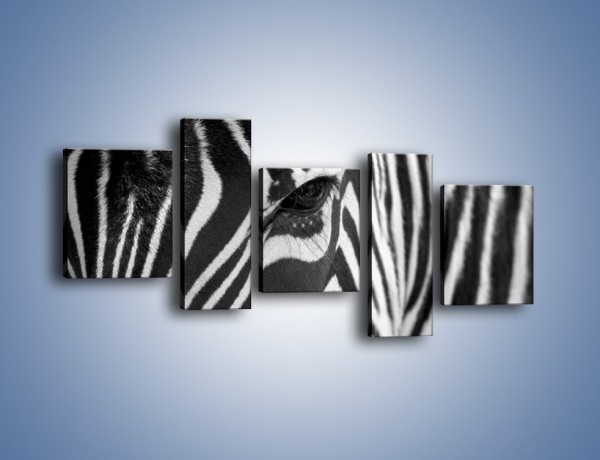 Obraz na płótnie – Zebra z bliska – pięcioczęściowy Z301W7