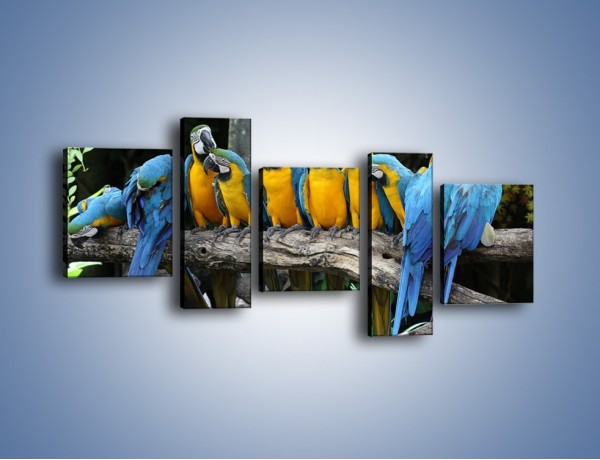 Obraz na płótnie – Narada papuziej rodziny – pięcioczęściowy Z307W7