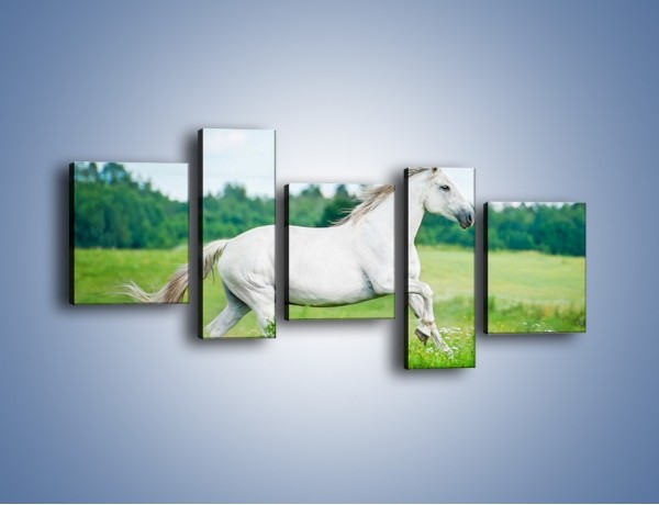 Obraz na płótnie – Biały koń i leśna polana – pięcioczęściowy Z317W7