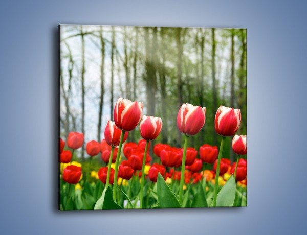 Obraz na płótnie – Leśna polana pełna tulipanów – jednoczęściowy kwadratowy K319