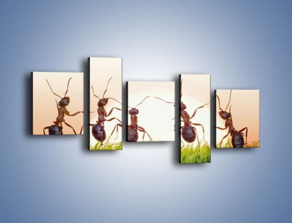 Obraz na płótnie – Taniec mrówek na trawie – pięcioczęściowy Z338W7
