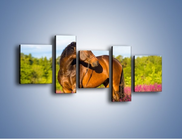 Obraz na płótnie – Koń w lawendowym polu – pięcioczęściowy Z340W7