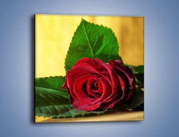 Obraz na płótnie – Róża w domowym zaciszu – jednoczęściowy kwadratowy K339