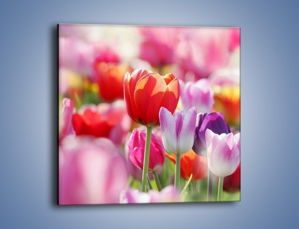Obraz na płótnie – Boso przez tulipany – jednoczęściowy kwadratowy K344