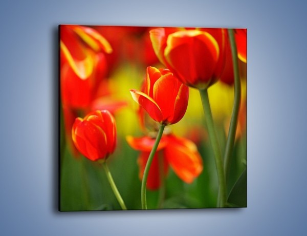 Obraz na płótnie – Wyraźny charakter tulipanów – jednoczęściowy kwadratowy K349