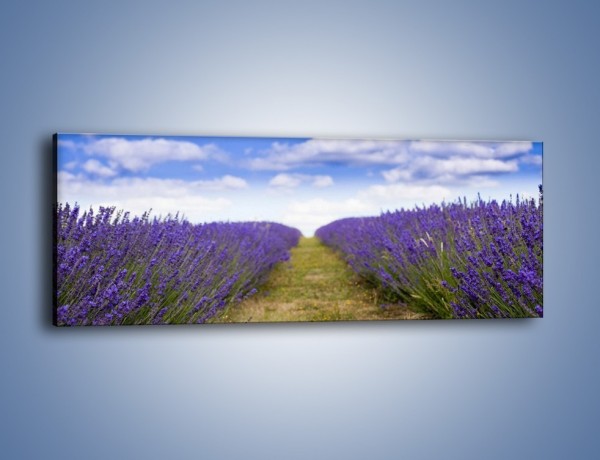 Obraz na płótnie – Lawendowa ścieżka do nieba – jednoczęściowy panoramiczny KN712