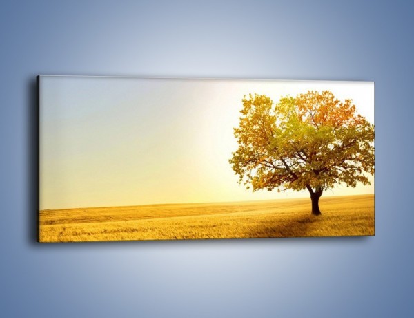 Obraz na płótnie – Drzewo na zbożowym polu – jednoczęściowy panoramiczny KN718