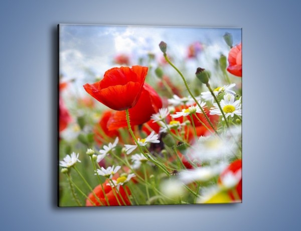 Obraz na płótnie – Polana pełna kwiatów – jednoczęściowy kwadratowy K371