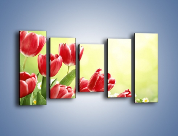 Obraz na płótnie – Polne tulipany i stokrotki – pięcioczęściowy K789W2