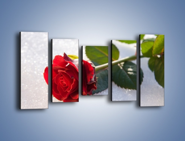 Obraz na płótnie – Gorąca róża na zmrożonej tafli – pięcioczęściowy K946W2