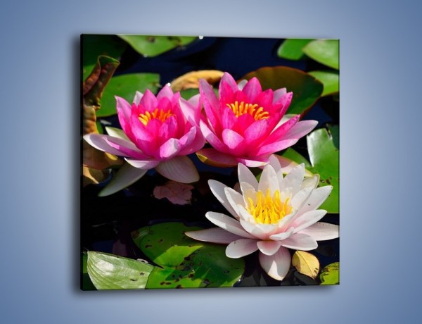Obraz na płótnie – Pływające kwiaty – jednoczęściowy kwadratowy K392