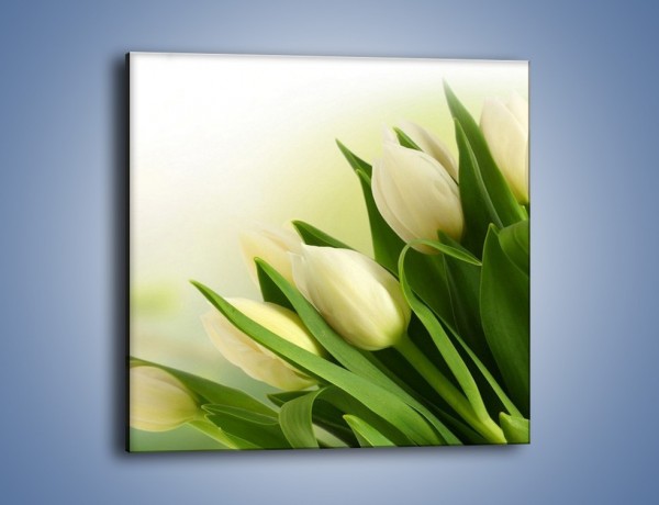 Obraz na płótnie – Białe tulipany na zgodę – jednoczęściowy kwadratowy K400