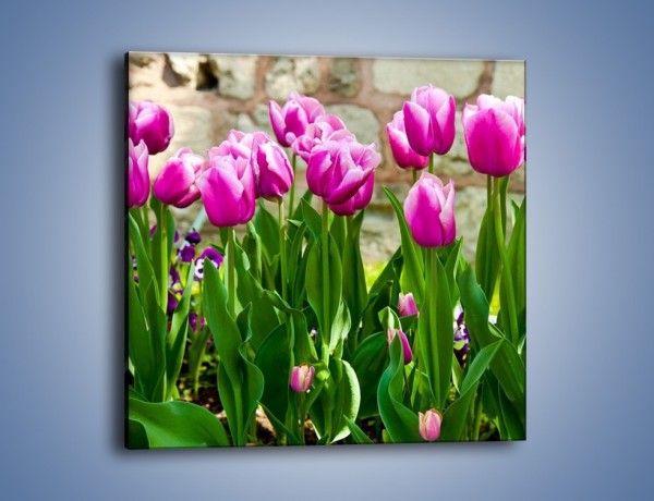 Obraz na płótnie – Tulipany w domowym ogródku – jednoczęściowy kwadratowy K409