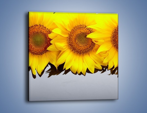 Obraz na płótnie – Najpiękniejsza odsłona słoneczników – jednoczęściowy kwadratowy K416