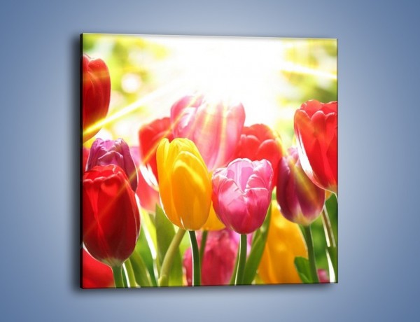 Obraz na płótnie – Bajecznie słoneczne tulipany – jednoczęściowy kwadratowy K428