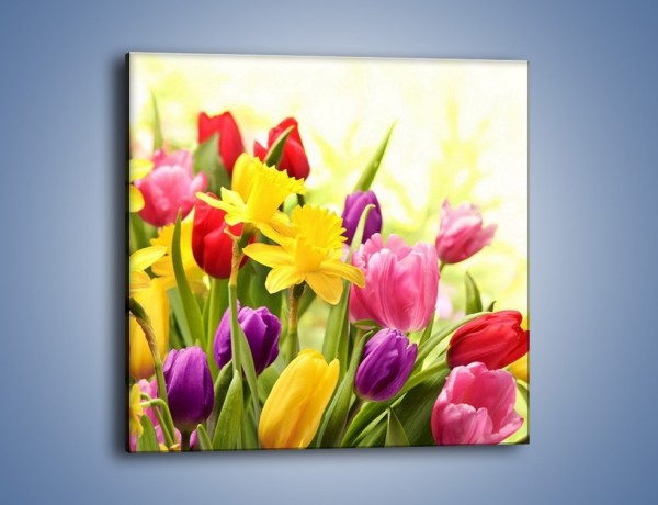 Obraz na płótnie – Żonkile wśród tulipanów – jednoczęściowy kwadratowy K430