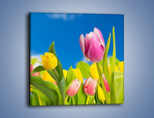 Obraz na płótnie – Kolorowe tulipany w bajkowej oprawie – jednoczęściowy kwadratowy K431