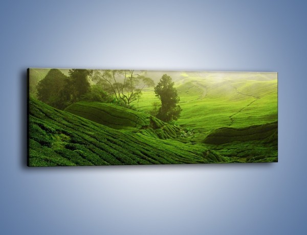 Obraz na płótnie – Zieleń głównym bohaterem – jednoczęściowy panoramiczny KN859