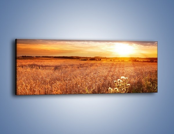 Obraz na płótnie – Zbożową polaną do celu – jednoczęściowy panoramiczny KN865