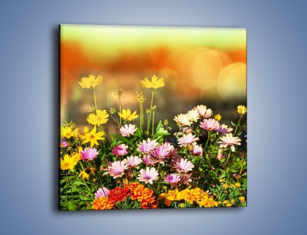 Obraz na płótnie – Polne kwiaty z uśmiechem – jednoczęściowy kwadratowy K456