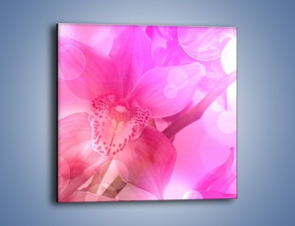 Obraz na płótnie – Budzący dzień w różowym kwiecie – jednoczęściowy kwadratowy K487