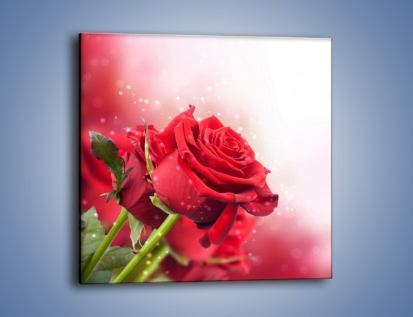 Obraz na płótnie – Róża nie całkiem mokra – jednoczęściowy kwadratowy K500