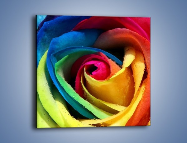 Obraz na płótnie – Kolory tęczy w róży – jednoczęściowy kwadratowy K503