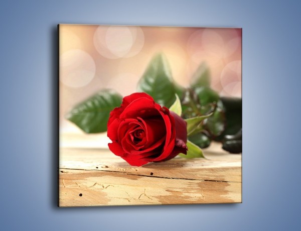 Obraz na płótnie – Stęskniona róża – jednoczęściowy kwadratowy K505
