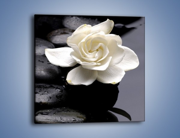Obraz na płótnie – Jeden kwiat i tyle kamieni – jednoczęściowy kwadratowy K525